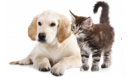 Bella Mina Toelettatura