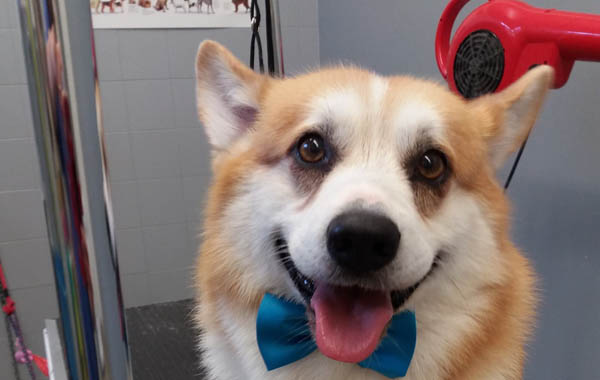 Toelettatura Stile Canino