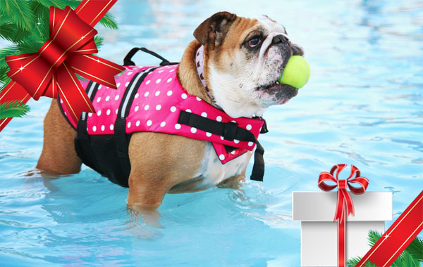 Ingresso PISCINA PER CANI con istruttore "REGALO NATALE" -50% di sconto
