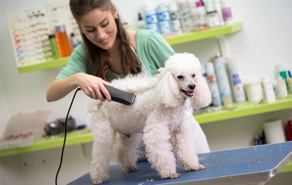 Toelettatura completa per cani fino a 15 kg -56% di sconto