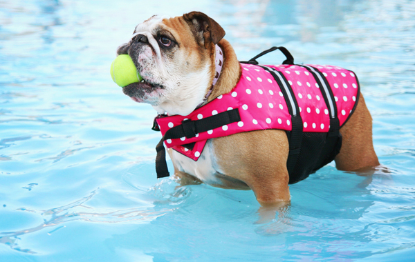 Lezione di NUOTO per CANI con istruttore -50% di sconto