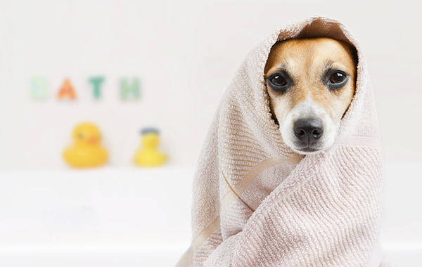 Lavaggio Self-Service Cani: 50€ Ricarica Wash Dog San Donà di Piave -50%