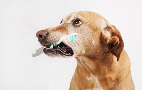 Pulizia denti cane con ultrasuoni -63% di sconto