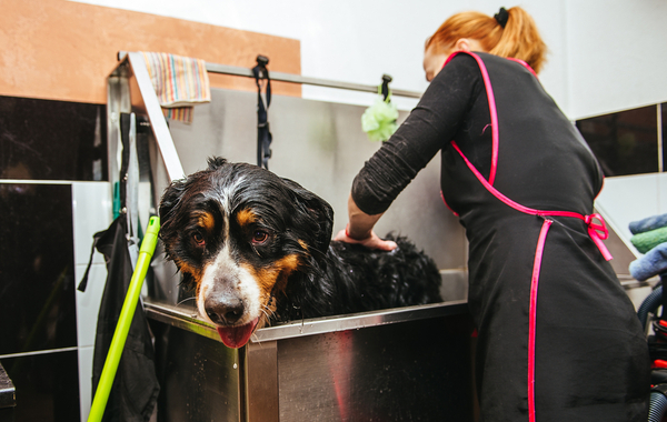 Bagno per cani pelo lungo fino a 15 kg -44% di sconto