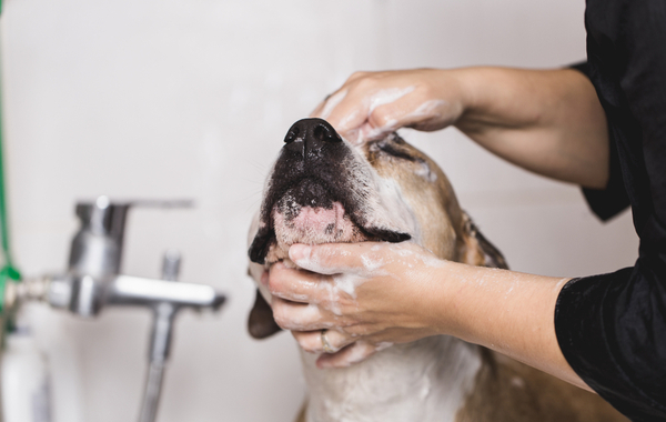 Bagno per cani pelo raso fino a 15 kg -48% di sconto