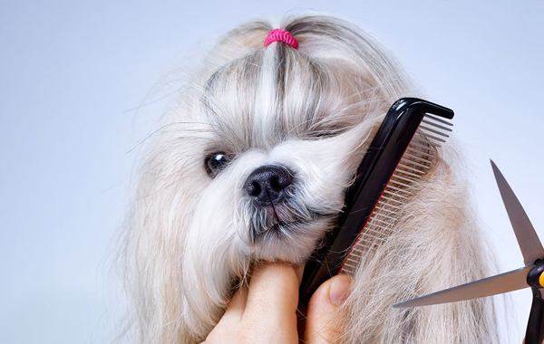 Toelettatura per cani taglia media fino a 10 kg -50% di sconto