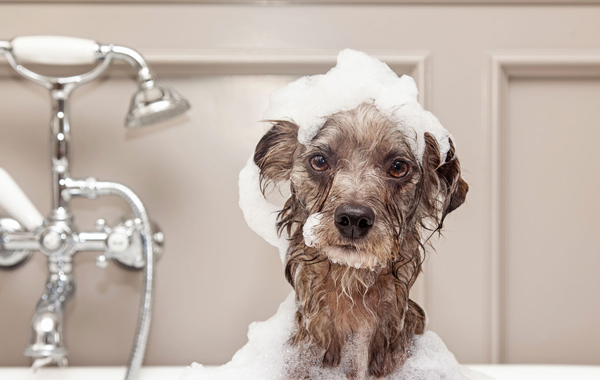 Bagno per cani pelo raso taglia media fino a 10 kg  -49% di sconto