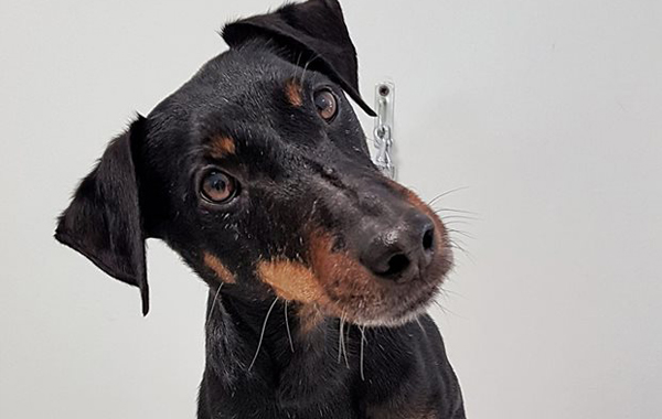 Bagno per cani pelo raso taglia media fino a 30 kg -51% di sconto