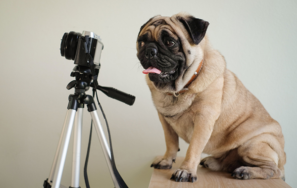 Shooting fotografico con cane/gatto: 35 scatti e 5 Stampe da "Claudia Degano Photo" -67% di sconto