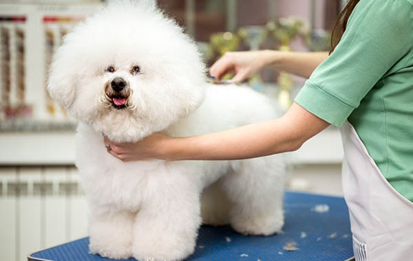 Toelettatura per cani taglia media fino a 15 kg al Città Fiera -58% di sconto