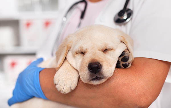 Visita veterinaria e vaccino per cane presso Studio Veterinario Zorzenone  -72% di sconto