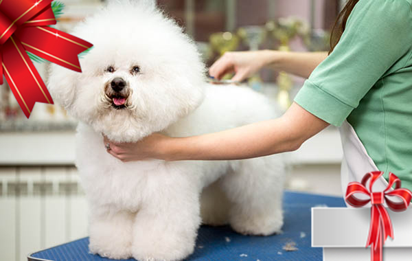 Toelettatura per cani taglia media fino a 15 kg "REGALO NATALE" -58% di sconto