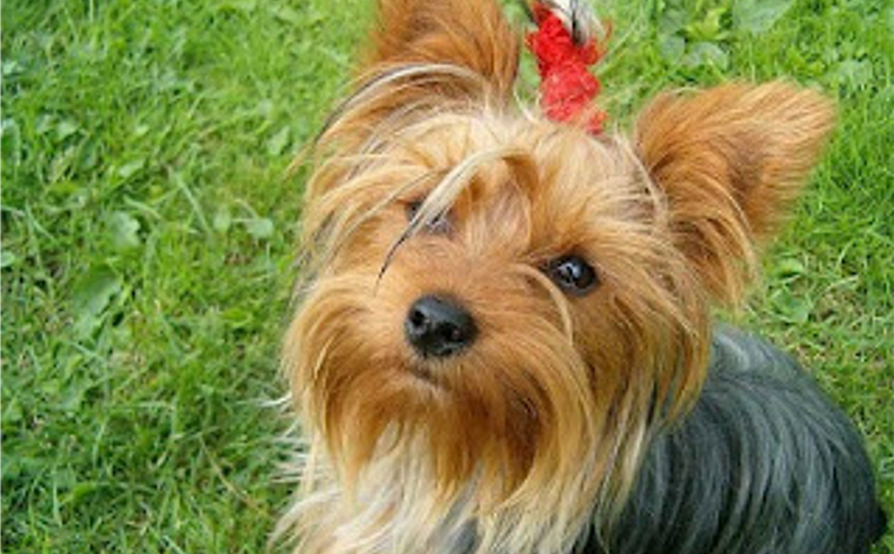 Toelettatura e bagno per un cane taglia PICCOLA -50% di sconto