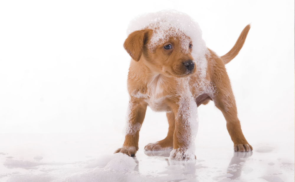 Lavaggio Self-Service Cani: 30€ Ricarica Wellness Dog Udine -67%