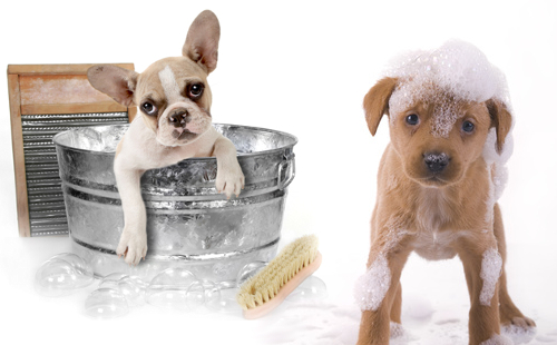 Bagno con shampoo e pulitura orecchie -50% di sconto