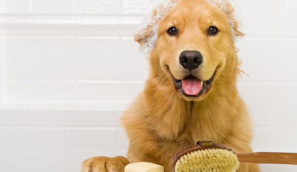 Toelettatura per cane o gatto -55% di sconto