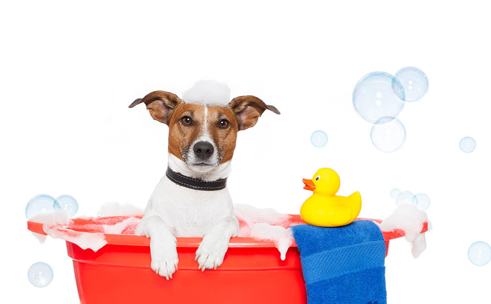 Toelettatura e bagno -55% di sconto