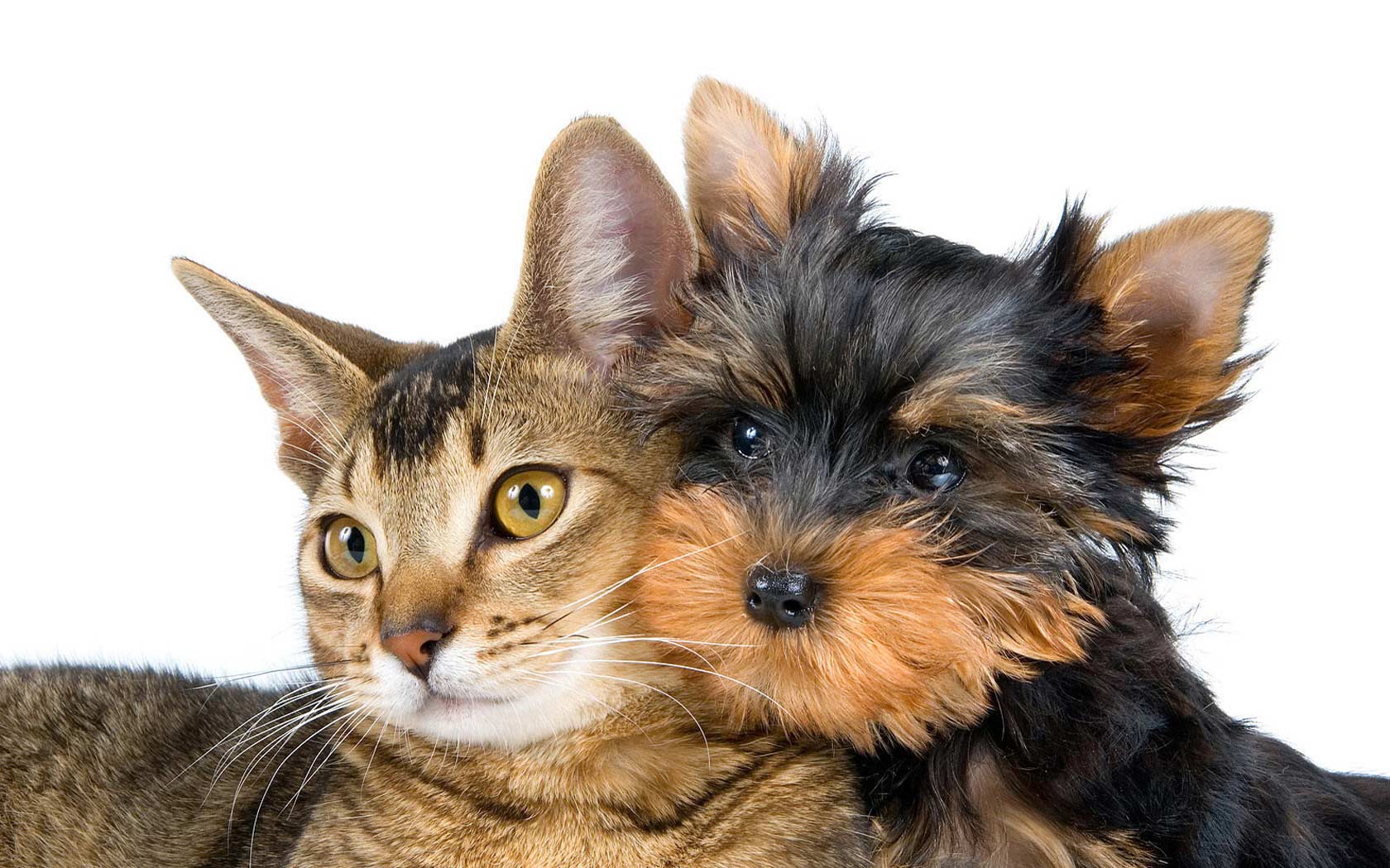 Bagno e toelettatura per cane o gatto -60% di sconto