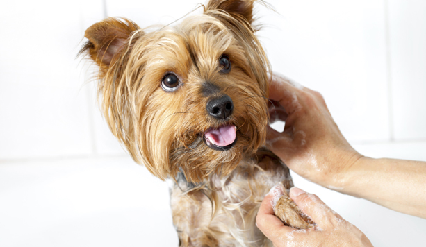 Toelettatura per cane (fino a 15 kg) -52% di sconto