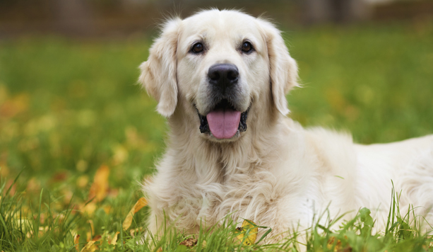 Bagno per cane (oltre a 15 kg) -52% di sconto