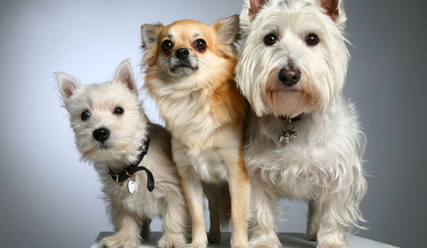 3 toelettature per cane (fino a 15 kg) -71% di sconto