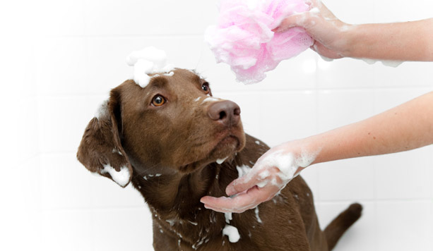 Toelettatura e bagno per cani pelo corto  -44% di sconto