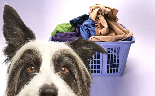 Tessera Pet Wash - lavaggio capi e accessori animali -62% di sconto