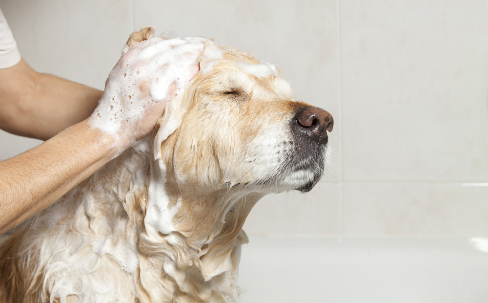 Bagno per cani con shampoo e pulitura orecchie -50% di sconto
