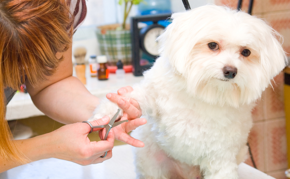 Toelettatura e bagno per cane (fino a 15 kg) -52% di sconto