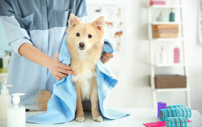 Shampoo, balsamo e asciugatura CANE PICCOLO -47% di sconto