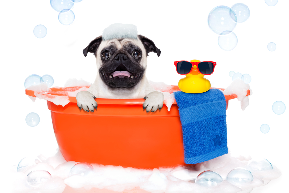 Tosatura e bagno CANE PICCOLO PELO CORTO -52% di sconto