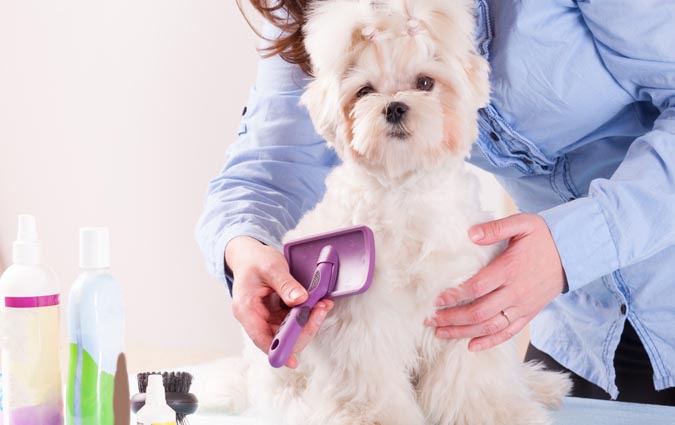 Tosatura e bagno CANE PICCOLO PELO LUNGO -53% di sconto