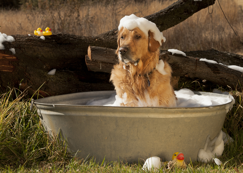 Tosatura e bagno CANE GRANDE PELO LUNGO -50% di sconto