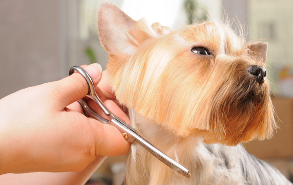 Toelettatura cane con taglio a forbice e bagno a Portogruaro -55% di sconto