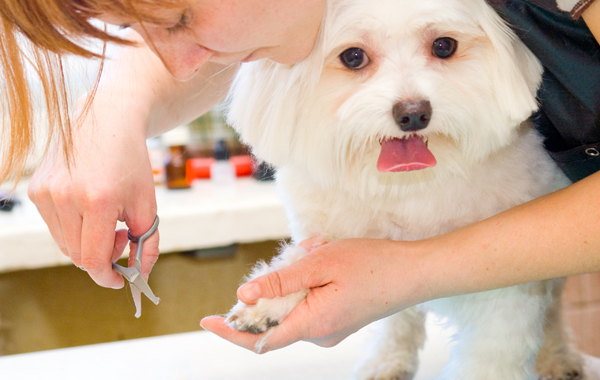 Toelettatura e bagno per cane (fino a 15 kg) -50% di sconto