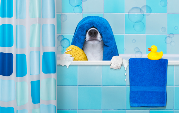 Bagno per cani con shampoo e pulitura orecchie -37% di sconto