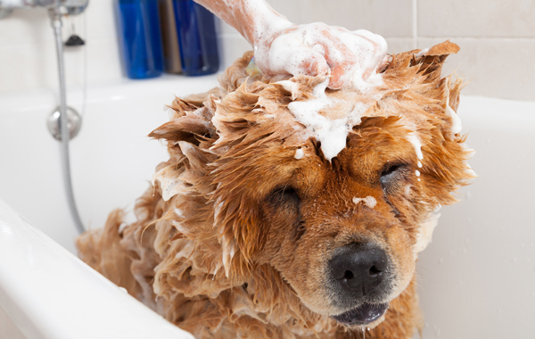 Bagno e rifinitura per cane fino a 15 kg a Mortegliano -41% di sconto